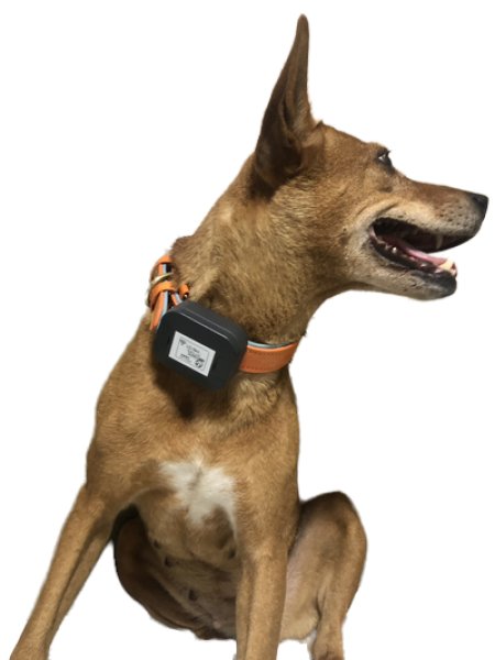 画像1: 合法・LoRa GPS Navi (ローラGPSナビ）　愛犬の位置情報をスマホ画面で　　増設用子機首輪（発信機） (1)